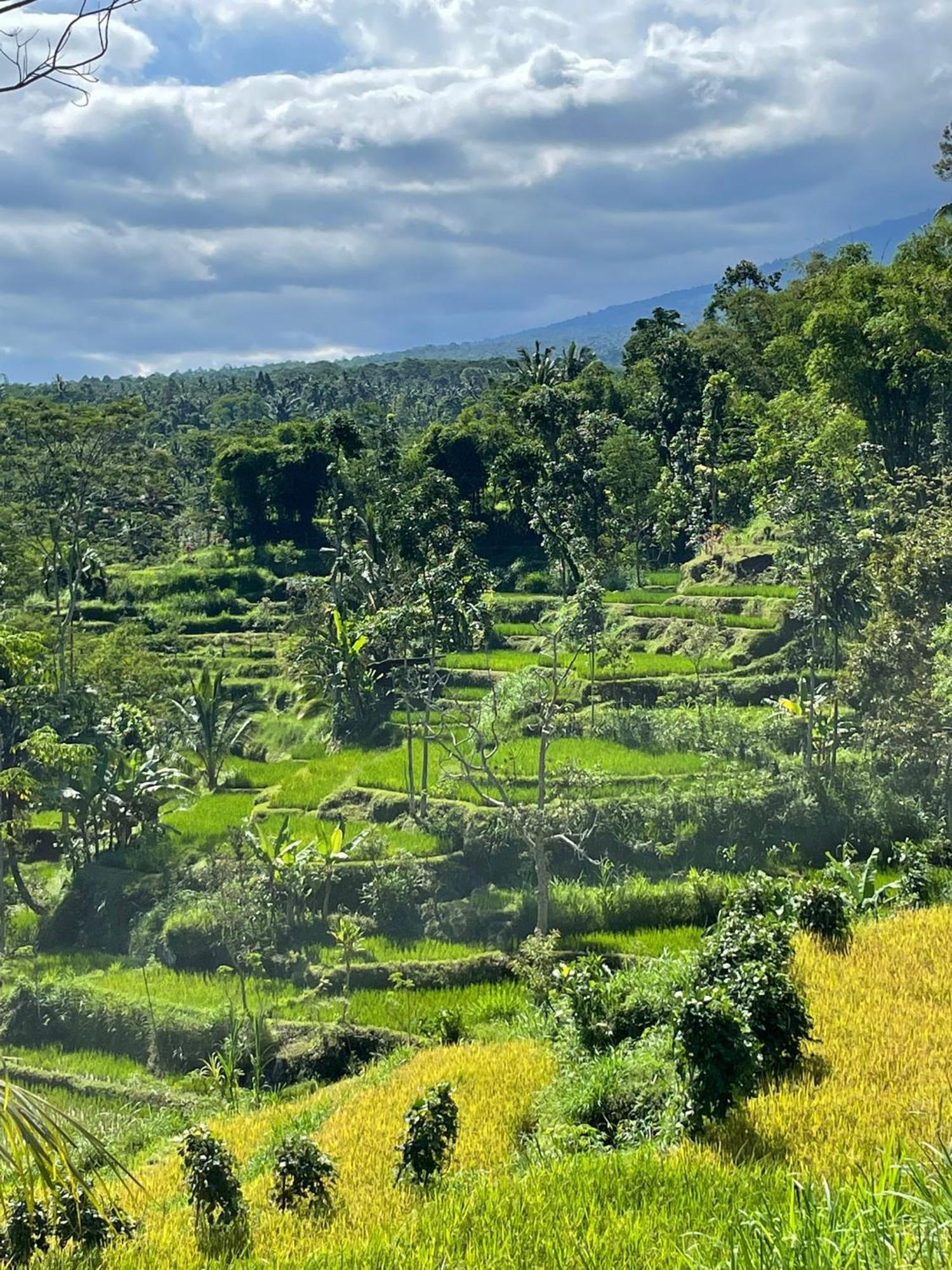 New Rinjani Homestay Tetebatu Luaran gambar