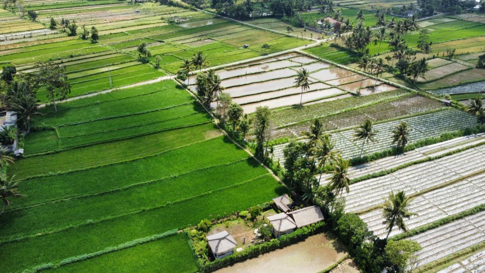 New Rinjani Homestay Tetebatu Bilik gambar