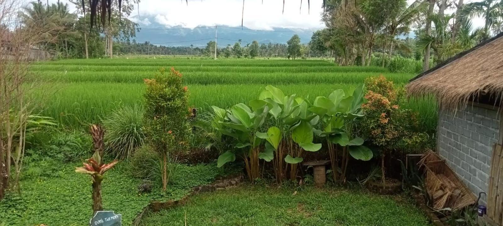 New Rinjani Homestay Tetebatu Bilik gambar