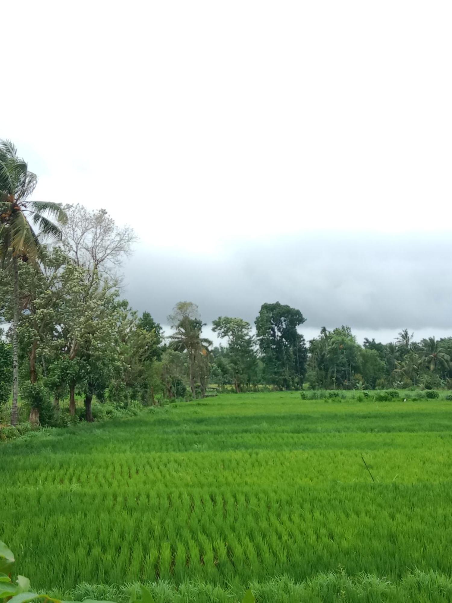New Rinjani Homestay Tetebatu Luaran gambar